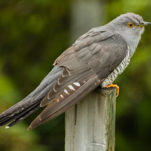 GJØK CUCKOO