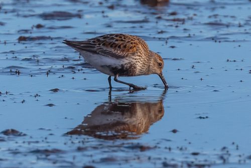 Myrsnipe svalbard arctica