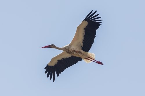 HVIT STORK