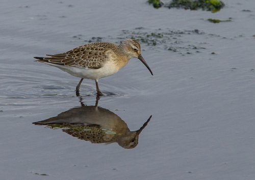 tundrasnipe tromsø