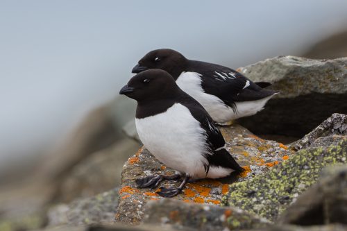 alkekonge little auk