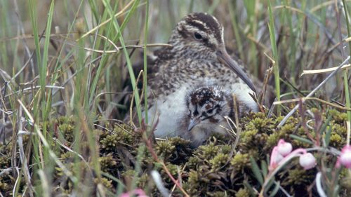 FJELLMYRLØPER - BROAD-BILLED SANDPIPER