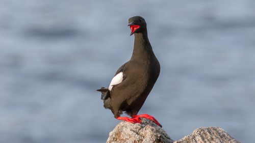 teist med åpen rød munn