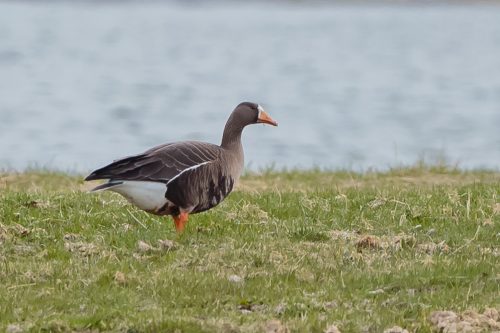 tundragås