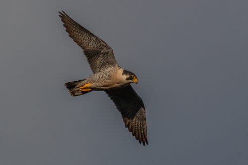  VANDREFALK - PEREGRINE FALCON