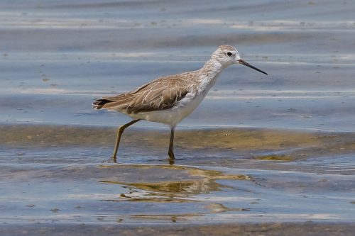 DAMSNIPE - MARSH SANDPIPER