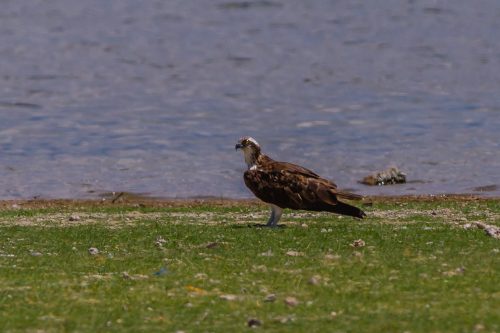 FISKEØRN - OSPREY