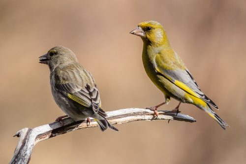 GRØNNFINK - GREENFINCH