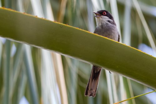 SVARTHODESANGER - Sardinian Warbler