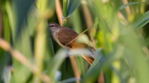 CETTISANGER - CETTI'S WARBLER