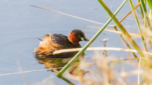 DVERGDYKKER - LITTLE GREBE