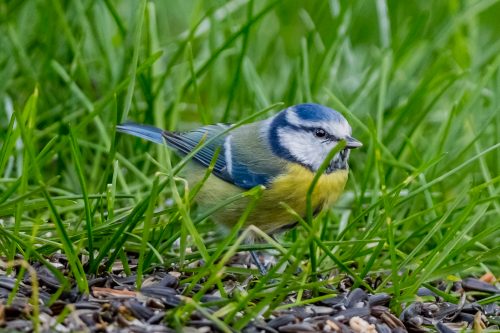 BLÅMEIS - BLUE TIT