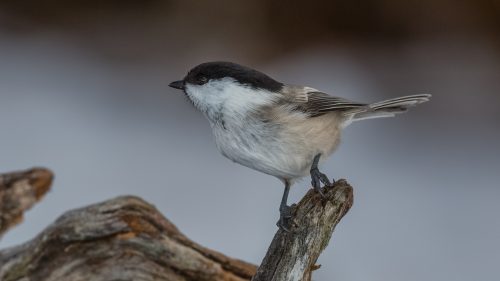 GRANMEIS - WILLOW TIT