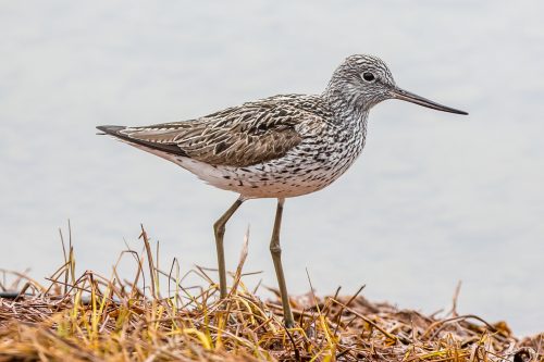 GLUTTSNIPE - COMMON GREENSHANK