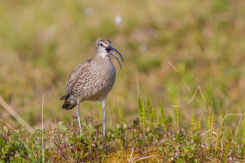 SMÅSPOVE - WHIMBREL