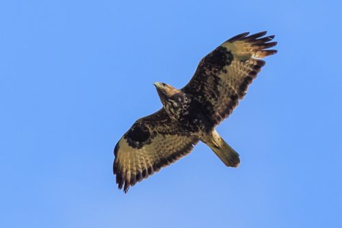 MUSVÅK - COMMON BUZZARD