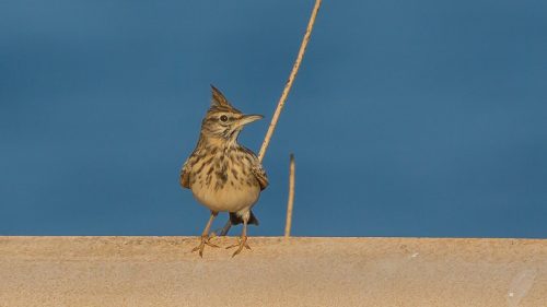 TOPPLERKE - CRESTED LARK