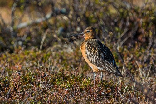 LAPPSPOVE - BAR-TAILED GODWIT