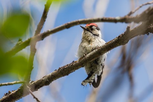 DVERGSPETT - LESSER SPOTTED WOODPECKER