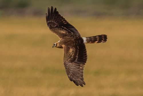 ENGHAUK - MONTAGU'S HARRIER