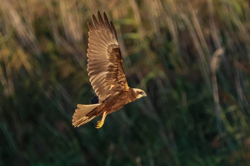 SIVHAUK - MARSH HARRIER 