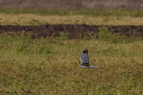 MYRHAUK - HEN HARRIER