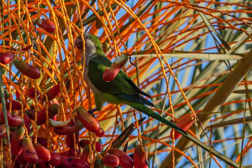 MUNKEPARAKITT - MONK PARAKEET spania