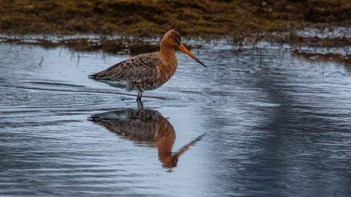 SVARTHALESPOVE - BLACK-TAILED GODWIT