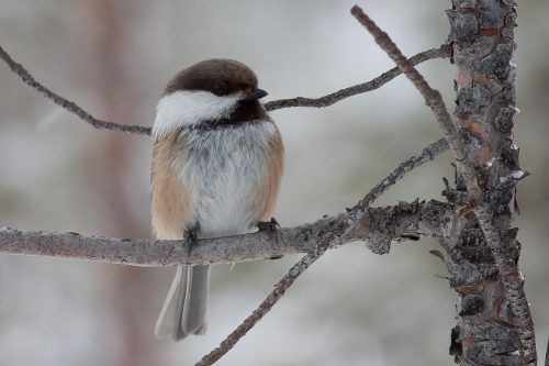 LAPPMEIS - SIBERIAN TIT