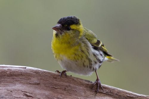 GRØNNSISIK - EURASIAN SISKIN