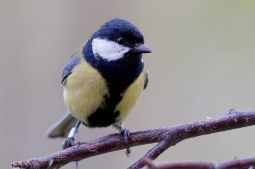 KJØTTMEIS - GREAT TIT