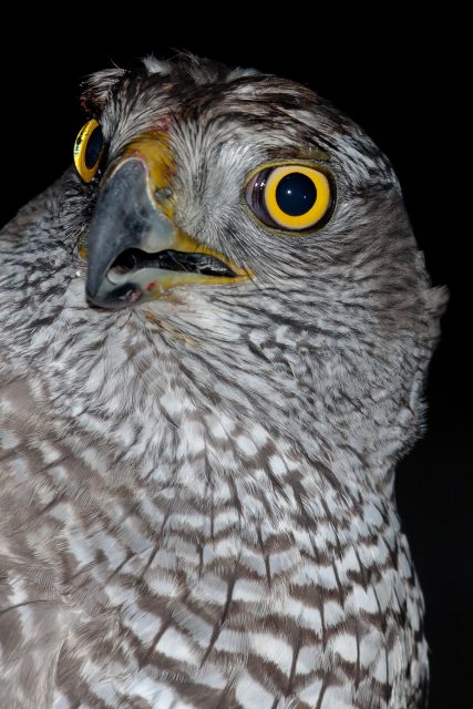 HØNSEHAUK - NORTHERN GOSHAWK