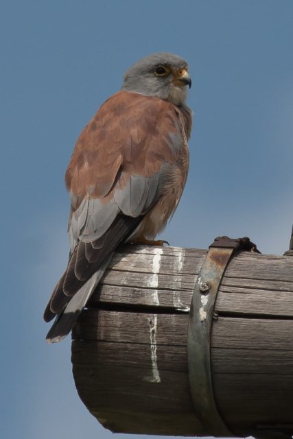 RØDFALK - LESSER KESTREL