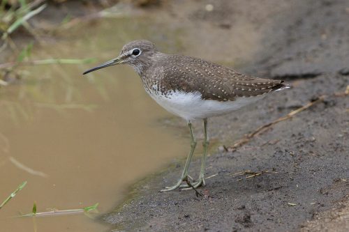 SKOGSNIPE - GREEN SANDPIPER