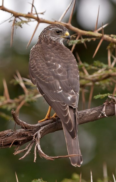 BALKANHAUK - LEVANT SPARROWHAWK