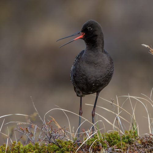 SOTSNIPE - SPOTTED REDSHANK