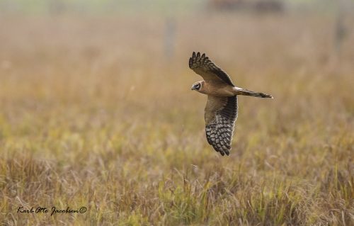 STEPPEHAUK - PALLID HARRIER