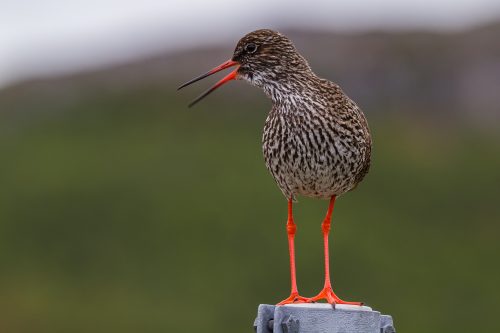 RØDSTILK - COMMON REDSHANK