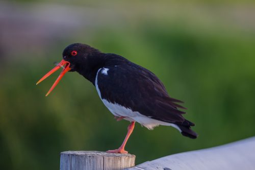 TJELD - EURASIAN OYSTERCATCHER