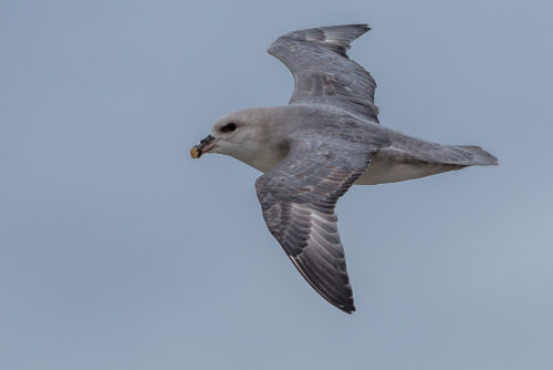 havhest fulmar