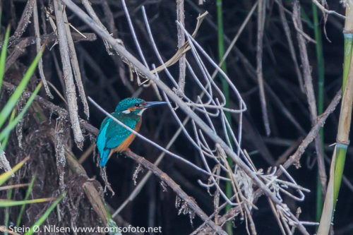 ISFUGL - KINGFISHER