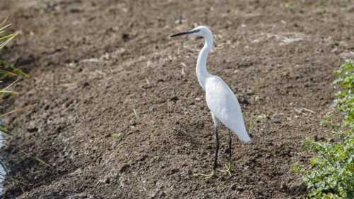 SILKEHEGRE - LITTLE EGRET