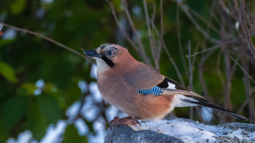 NØTTESKRIKE -  Eurasian Jay