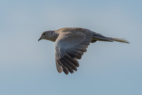 TYRKERDUE - COLLARED DOVE