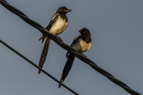 SKJÆRE - EURASIAN MAGPIE