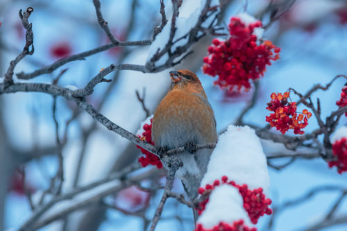 KONGLEBIT - PINE GROSBEAK