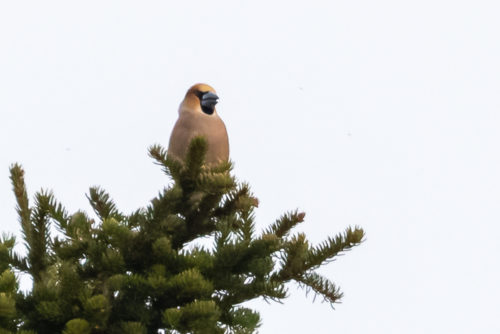 KJERNEBITER - HAW FINCH