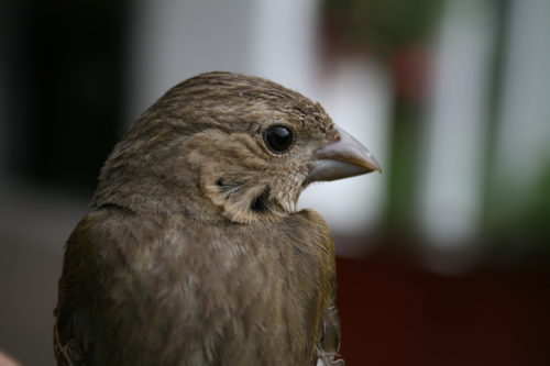 ROSENFINK - COMMON/SCARLET ROSEFINCH