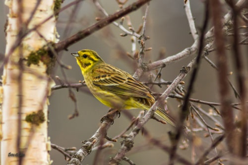 GULSPURV - YELLOWHAMMER