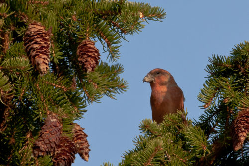 GRANKORSNEBB - RED/COMMON CROSSBILL